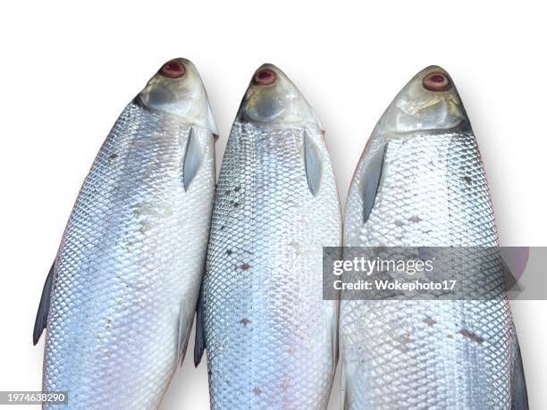 Bangus