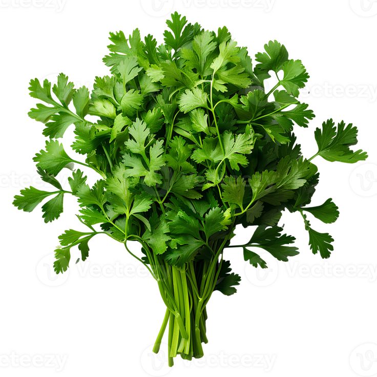 Celery