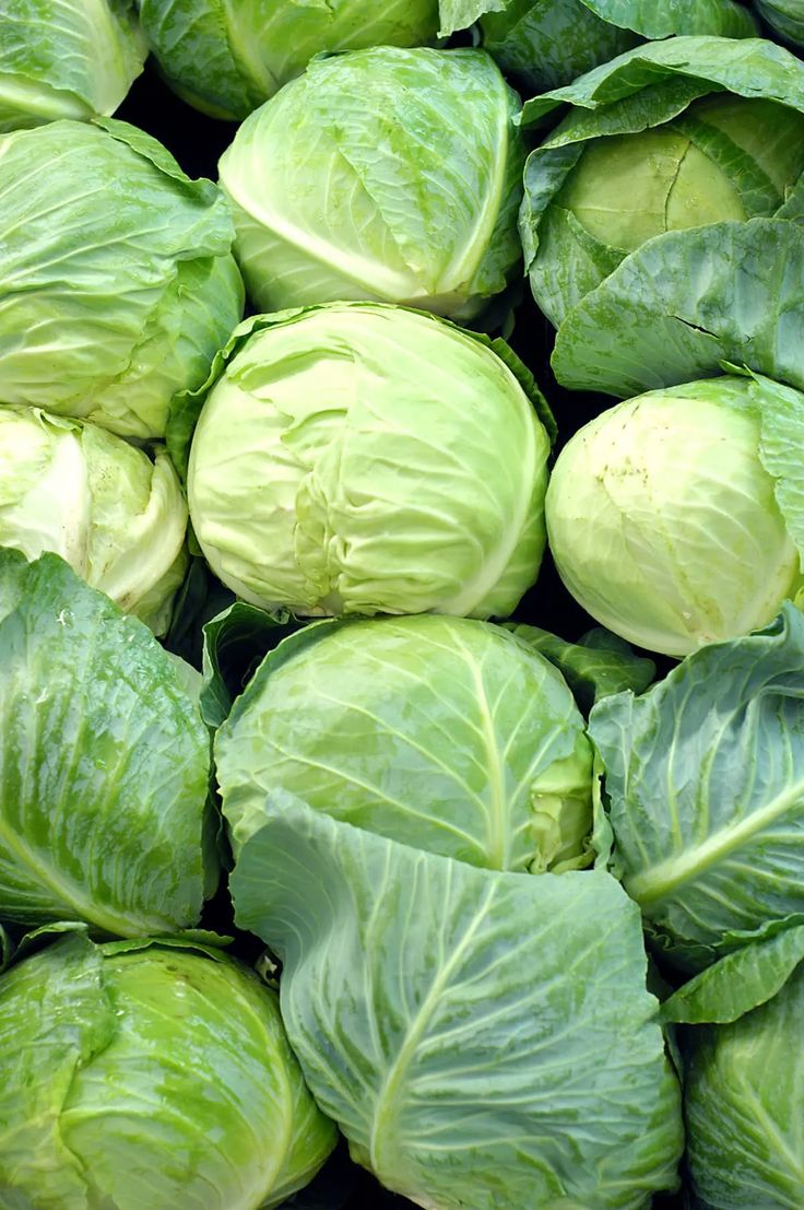 Cabbage (repolyo)
